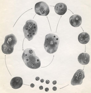 Amoeba Histolitica