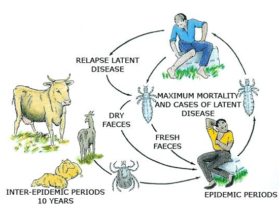 How Infections Spread