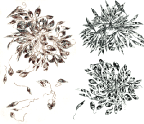 Leishmania